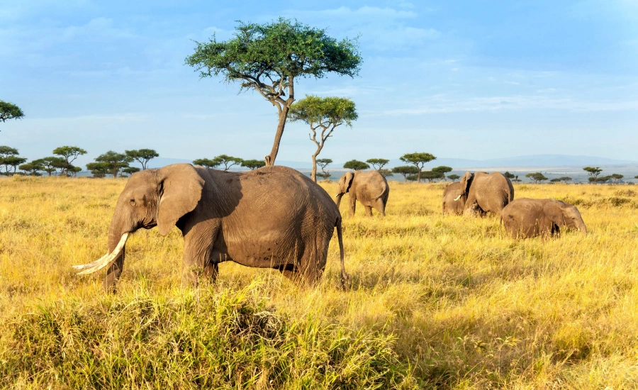 5 Days Tanzania safari in Tarangire National Park with Elephants
