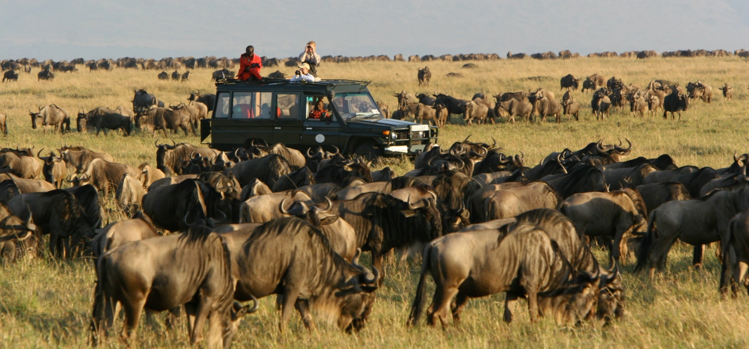 Wildebeest crossing around clients Tanzania safaris today