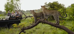 Wildlife safari in Tanzania with Tanjaro Adventures showing animals in their natural habitat.
