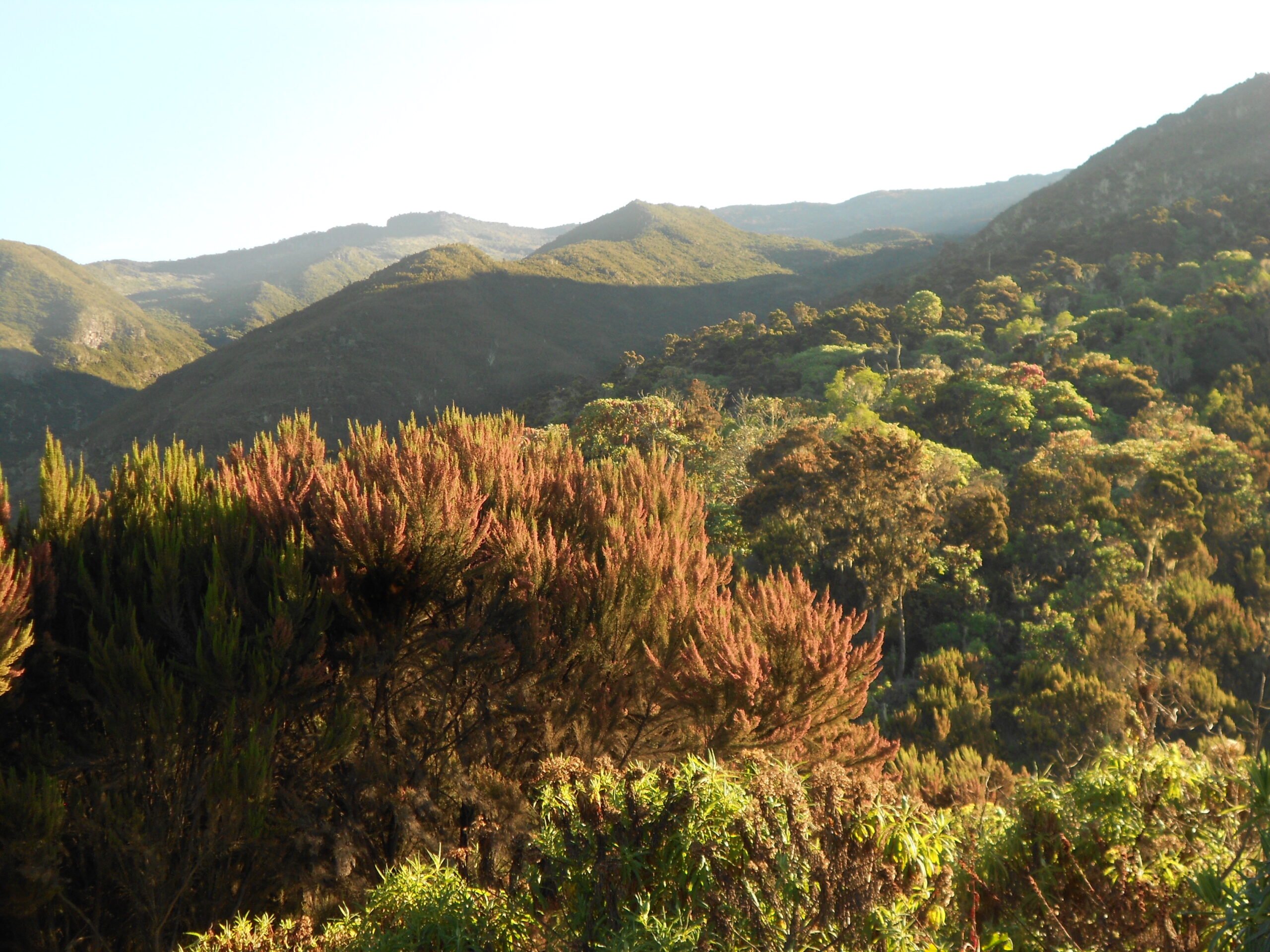 Moorland landscape on the Marangu Route to Horombo Hut, Mount Kilimanjaro